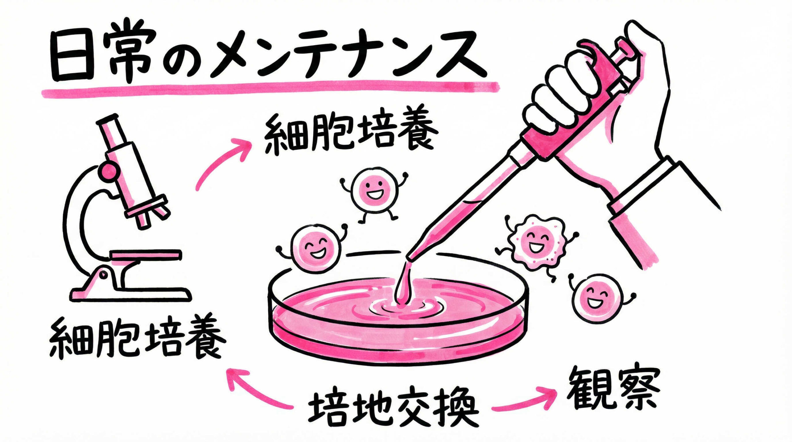 【基本プロトコル2】細胞観察と培地交換(Medium Change)