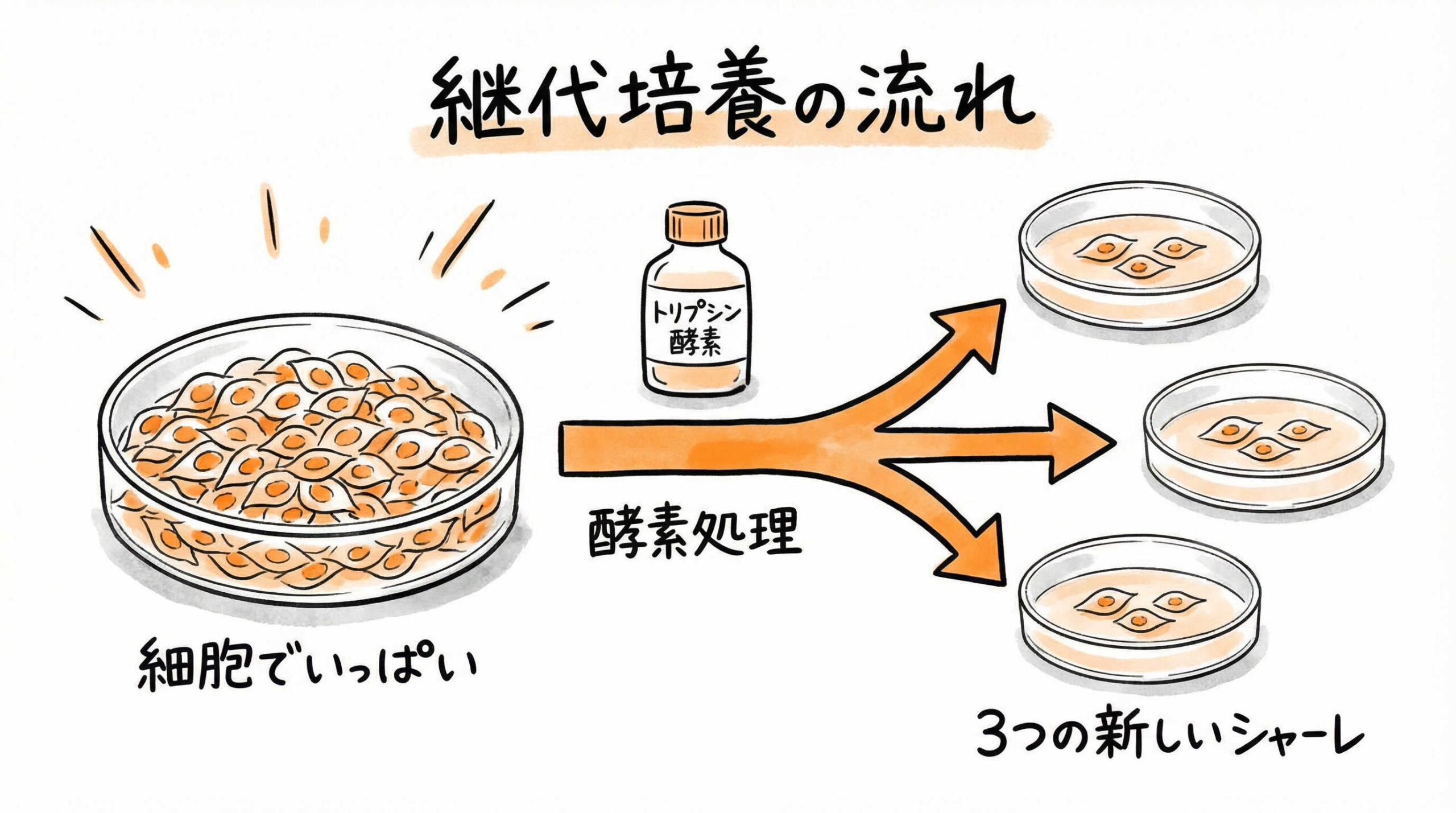 【基本プロトコル3】継代培養(Passaging)の正確な操作フロー